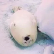 miuの画像
