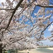 まなりしょの画像