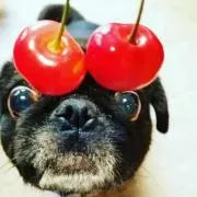 きんたろうの画像