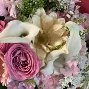 サクラの画像