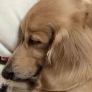 kinakoのパパ