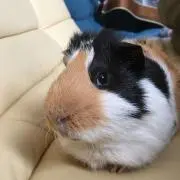 えりりの画像