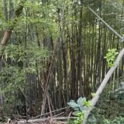 あの画像