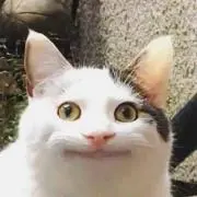 キノコの海の画像