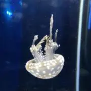 海月の画像
