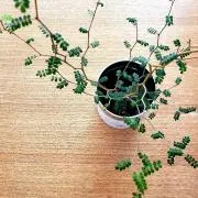 コトリ☆の画像