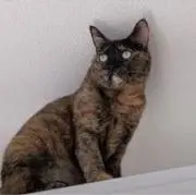 むーちゃんの画像