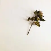 如月⚘