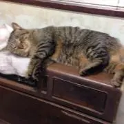 チョコビの画像