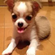 ステウス0707の画像