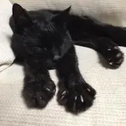 むささびの画像