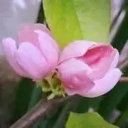 花梨の画像