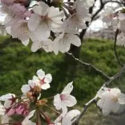 よっこ⭐︎の画像