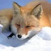 キツネ