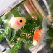 カフェおれの画像