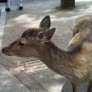 クッキーの画像