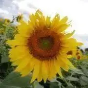 ひまわりの画像