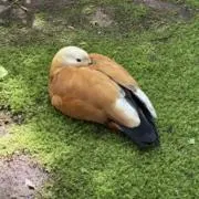 勿忘草