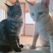 さつまいも
