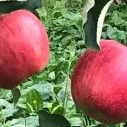ミツバチの画像