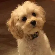 フラコロン