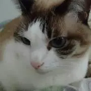 supikaの画像