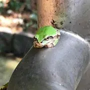 煮豆
