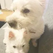 しんばまま