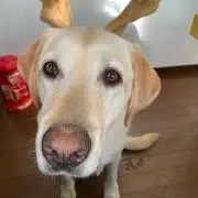 ウッズ