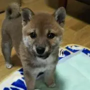 Siの画像