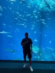 Avi