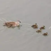 雪だるまの画像