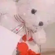 aaamの画像