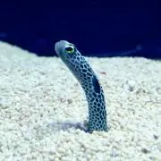 DDD*の画像