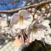 ららら♪の画像