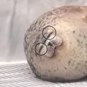 しらたまだんごの画像