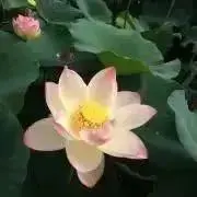 りんごの画像