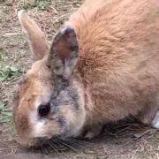 なるの画像