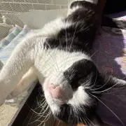 猿文字一平の画像