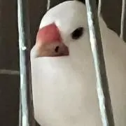 DAIFUKU