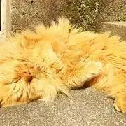 無色透明