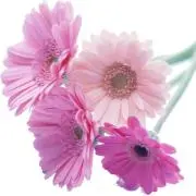 loverynontaの画像
