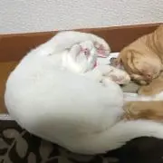 ❀ゆう✿