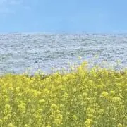 いちご　即購入OK♡の画像