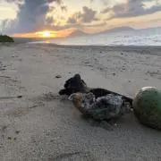 蜜虫