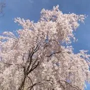mofumafuの画像