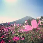 やゆよの画像