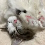 jinの画像