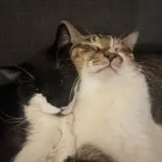 J-hsnの画像