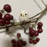 Arcoの画像